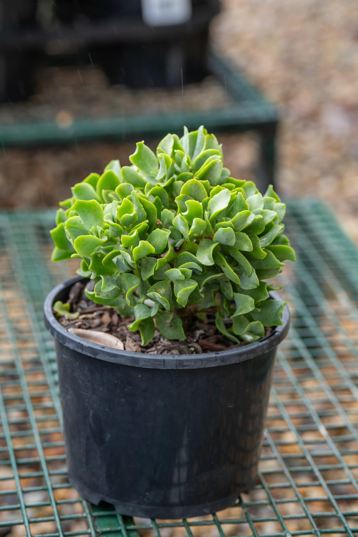 Ripple Jade - Crassula arborescens undulatifolia - Brisbane Plant Nursery