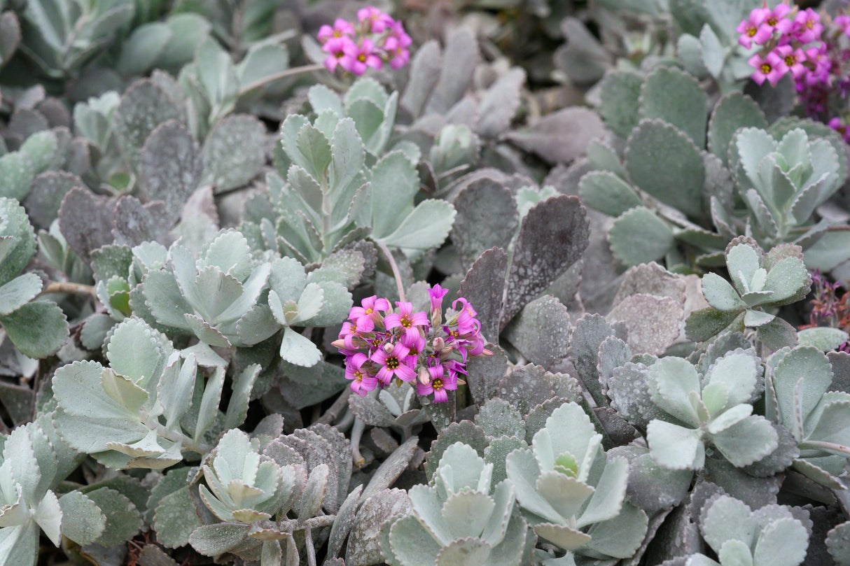 Bluebird Jade - Crassula ‘Bluebird’ - Brisbane Plant Nursery