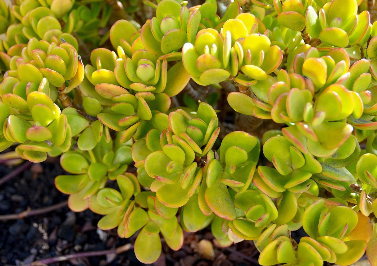 Dwarf Jade Plant - Crassula ovata 'Compacta' - Brisbane Plant Nursery