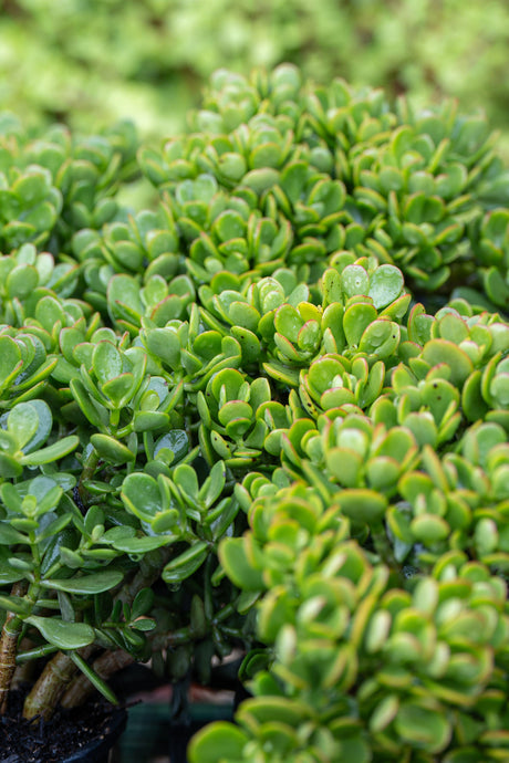 Jade Plant - Crassula ovata - Brisbane Plant Nursery