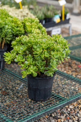 Jade Plant - Crassula ovata - Brisbane Plant Nursery