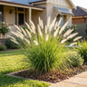 Cream Lea® Fountain Grass
