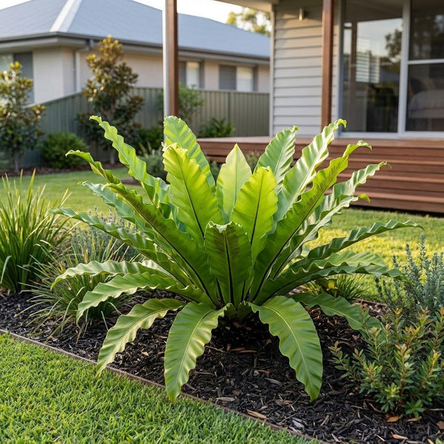 Crested Bird's Nest Fern (Asplenium antiquum)