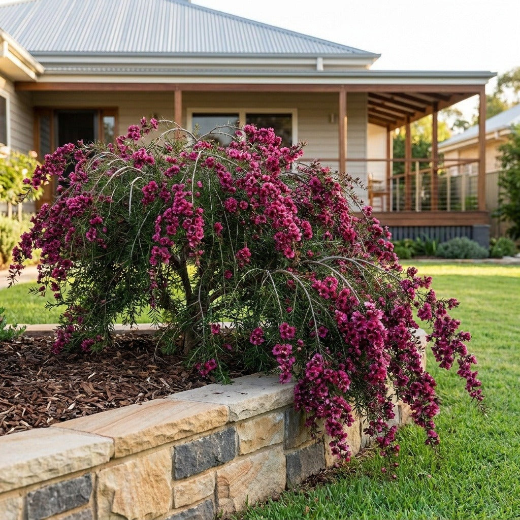 Crimson Cascade Tea Tree
