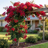 Crimson Jewel Bougainvillea