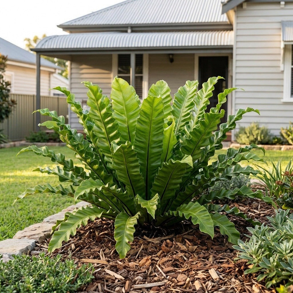 Bird's Nest Fern (Asplenium nidus)