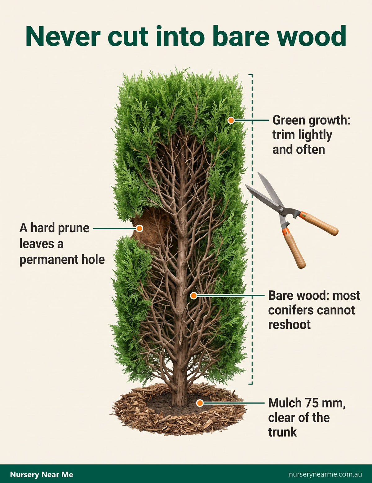 Cross-section diagram of a conifer hedge showing the green outer growth and bare wood that will not reshoot