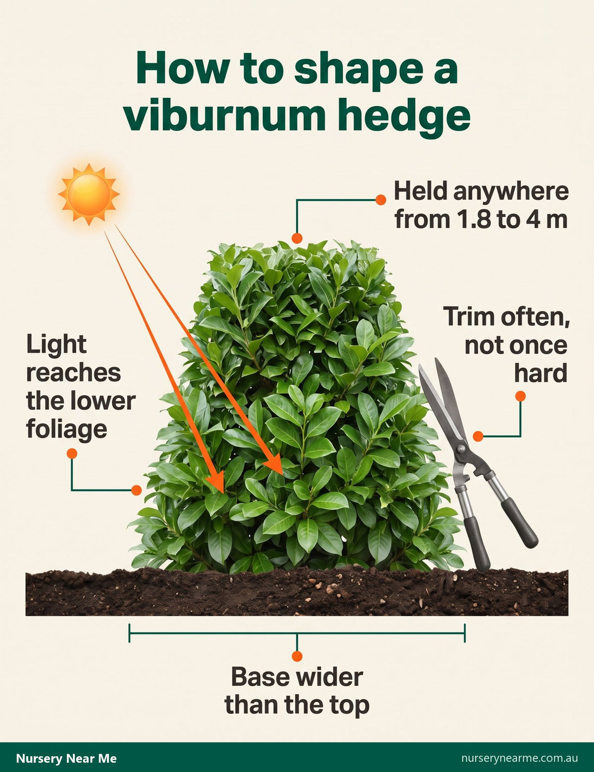 Cross-section diagram of a viburnum hedge trimmed wider at the base than the top so light reaches the lower leaves
