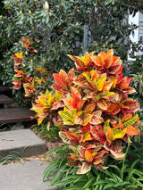 Croton - Codiaeum variegatum