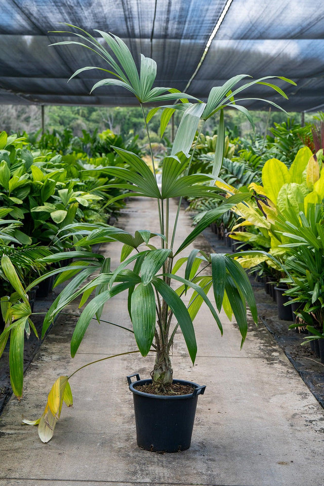 Silver Star Palm - Cryosophila warscewiczii - Brisbane Plant Nursery