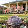 Cubic Frost Succulent