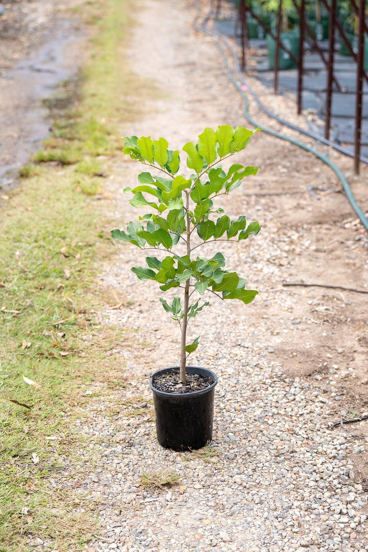 Tuckeroo Tree - Cupaniopsis anacardioides - Brisbane Plant Nursery