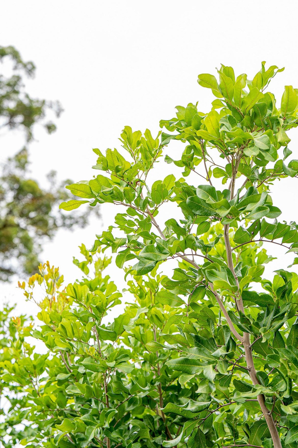 Tuckeroo Tree - Cupaniopsis anacardioides - Brisbane Plant Nursery