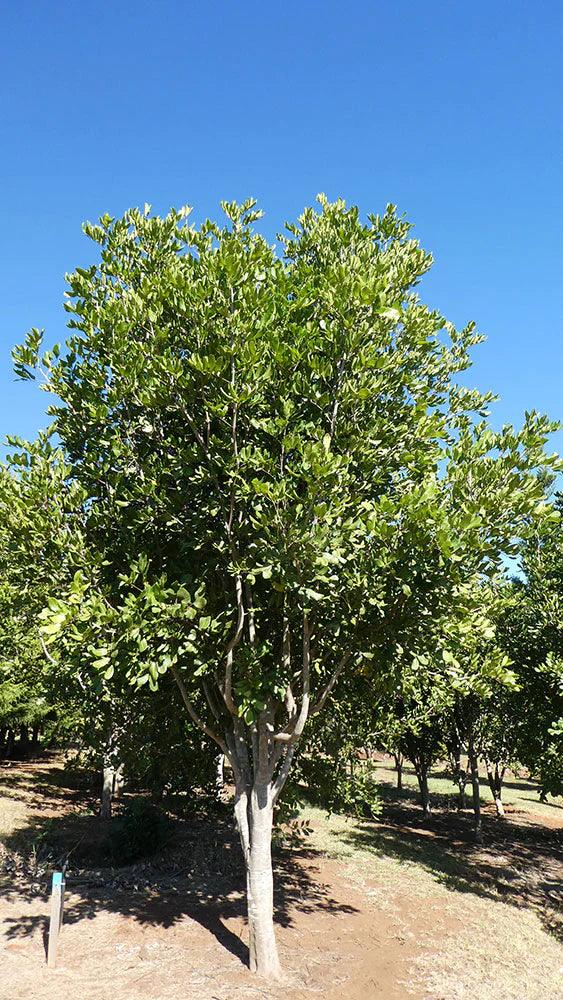 CUPANIOPSIS anacardioides (Tuckeroo) - Ex Ground - Brisbane Plant Nursery