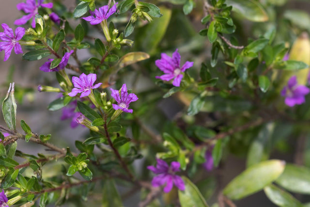 False Heather - Cuphea hyssopifolia - Brisbane Plant Nursery