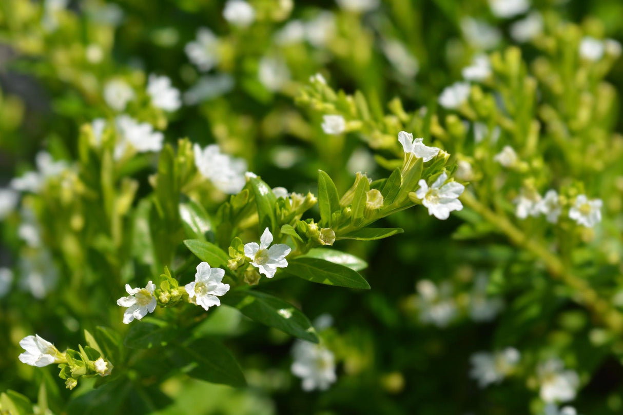 Snow White Cuphea - Cuphea hyssopifolia - Brisbane Plant Nursery