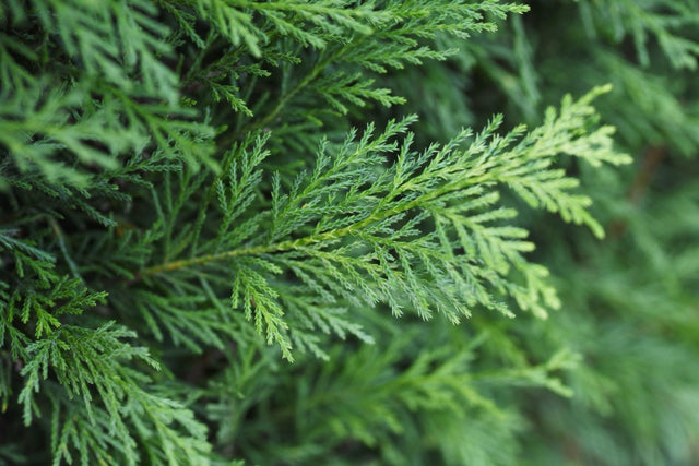 Leighton Green - Cupressocyparis leylandii - Brisbane Plant Nursery