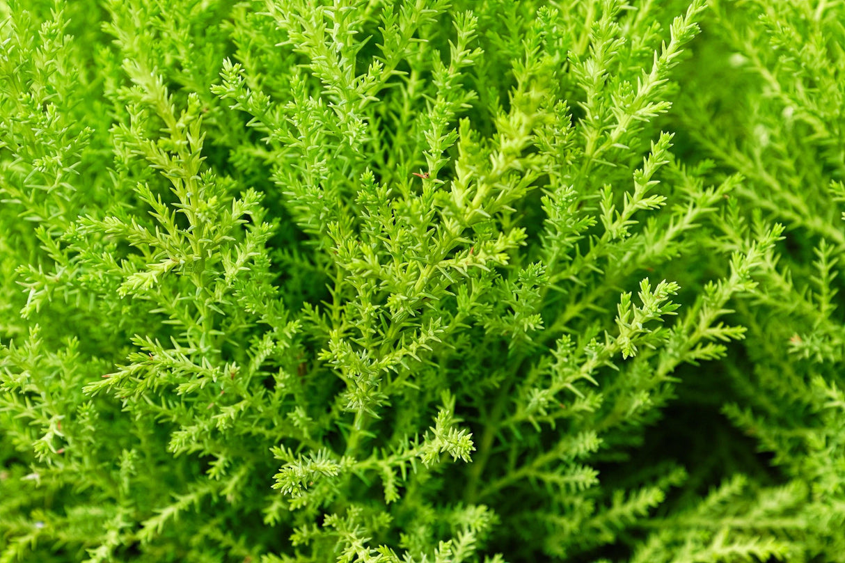 Lemon cypress - Cupressus macrocarpa Lemon Scent - Brisbane Plant Nursery