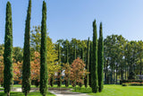 Mediterranean Cypress - Cupressus sempervirens 'Glauca' - Brisbane Plant Nursery