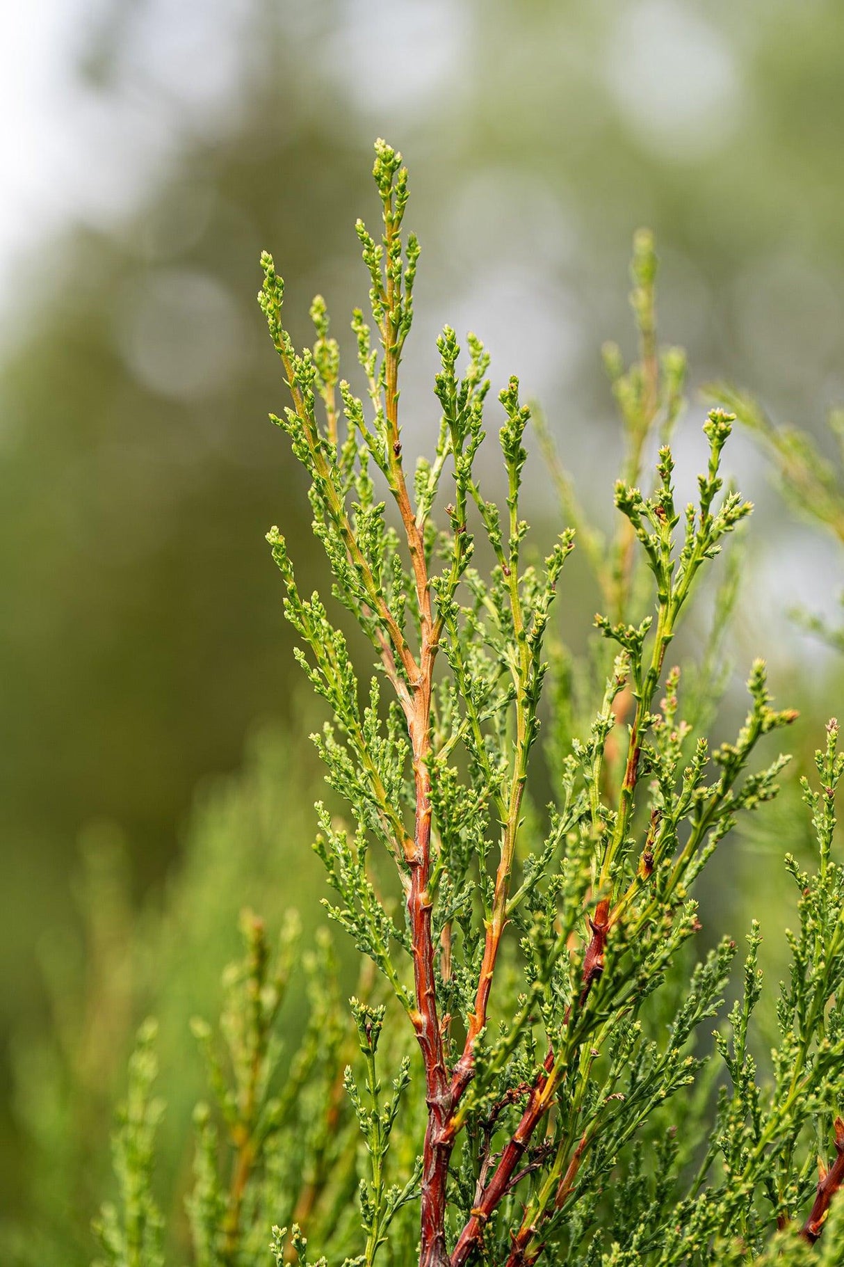 Pencil Pine - Cupressus sempervirens 'Nitschke's Needles' - Brisbane Plant Nursery