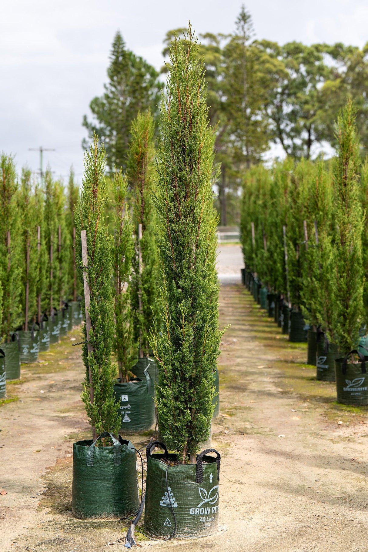 Pencil Pine - Cupressus sempervirens 'Nitschke's Needles' - Brisbane Plant Nursery