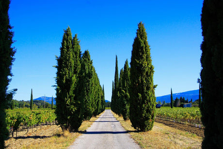 Italian Cypress - Cupressus sempervirens 'Stricta' - Brisbane Plant Nursery