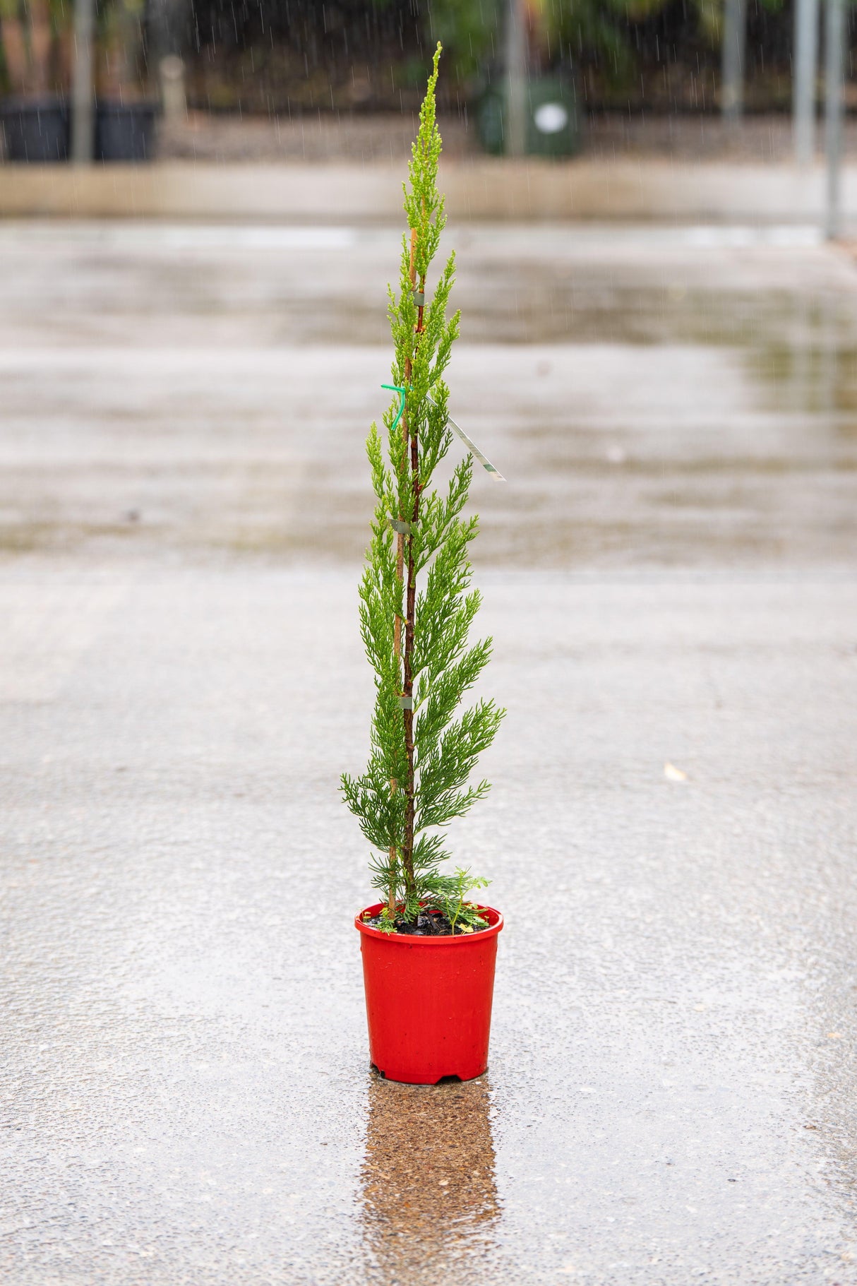 Pencil Pine - Cupressus sempervirens 'Nitschke's Needles' - Brisbane Plant Nursery