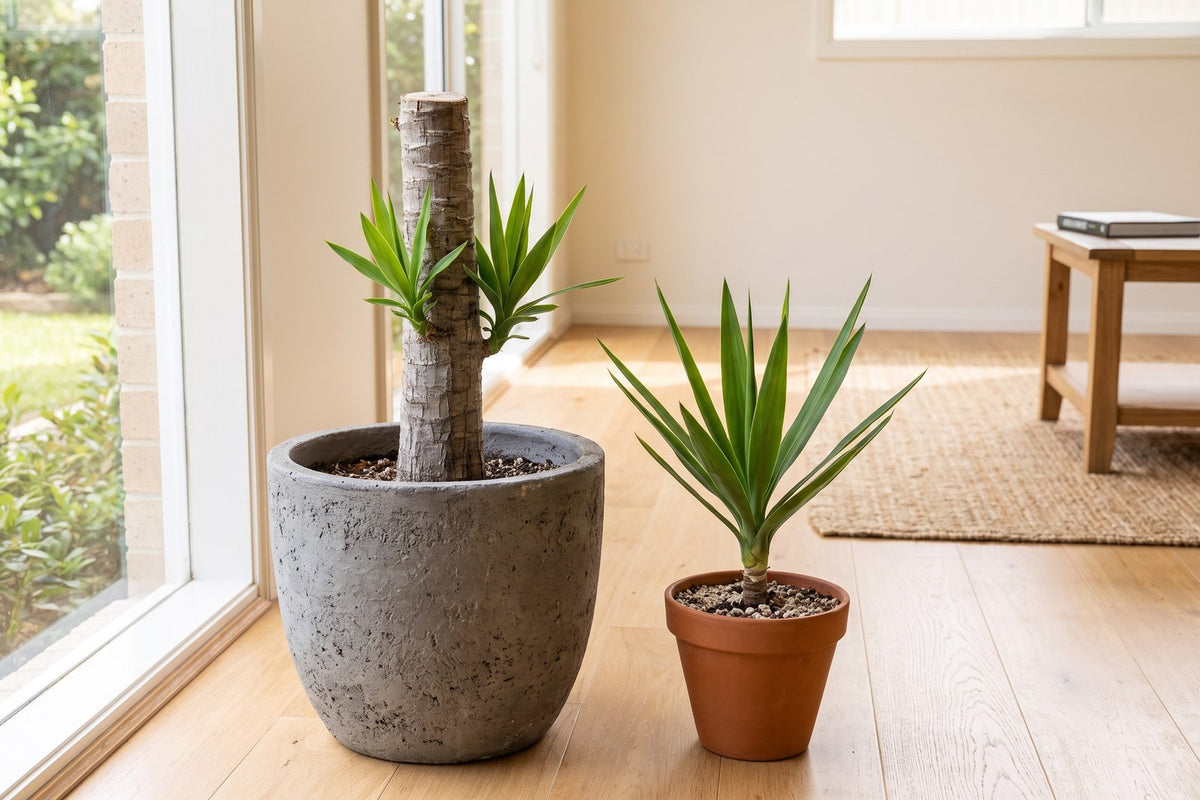 Cut-back spineless yucca reshooting below the cut, with its removed top potted as a cutting