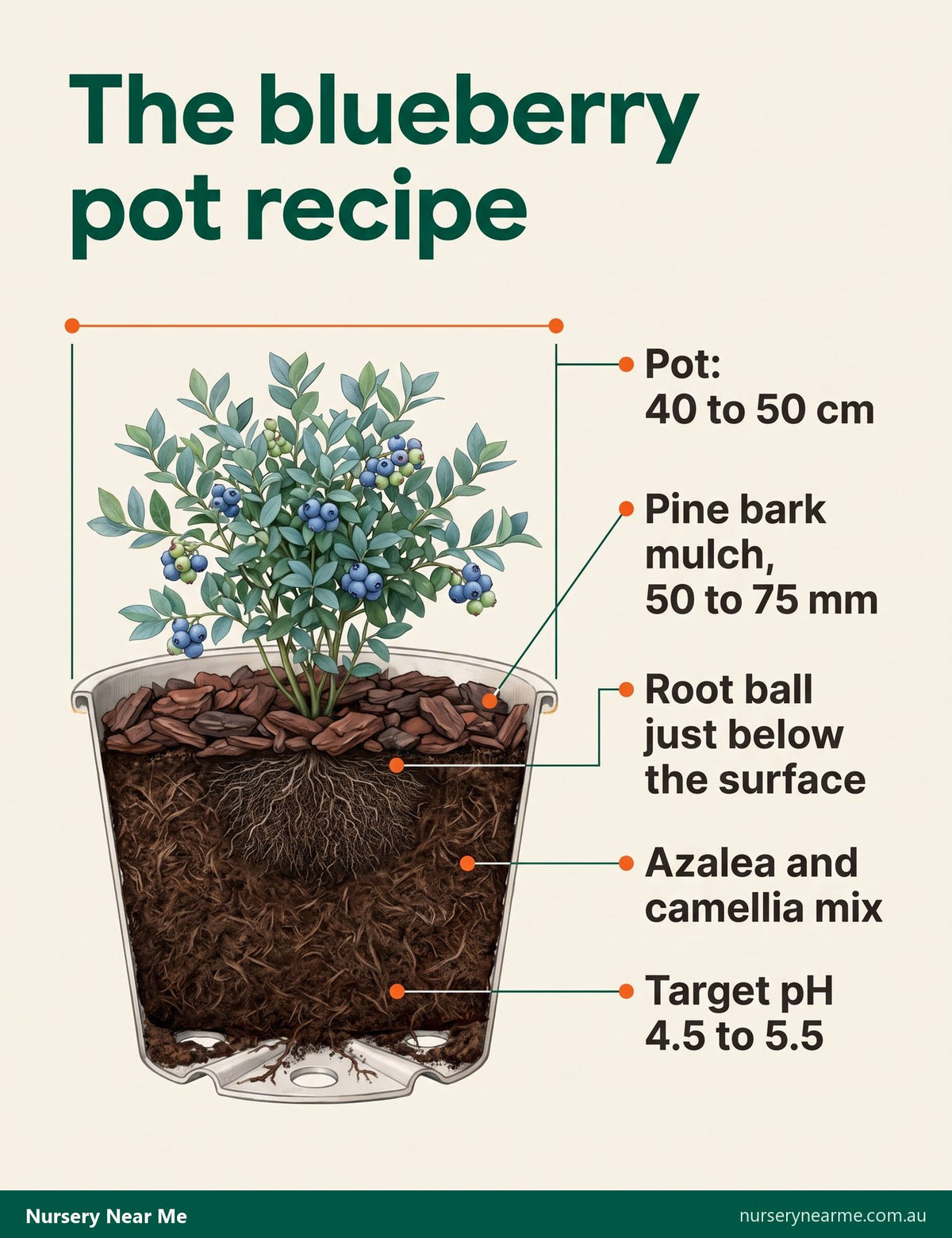 Cutaway diagram of a blueberry in a 40 to 50 cm pot of azalea and camellia mix with pine bark mulch