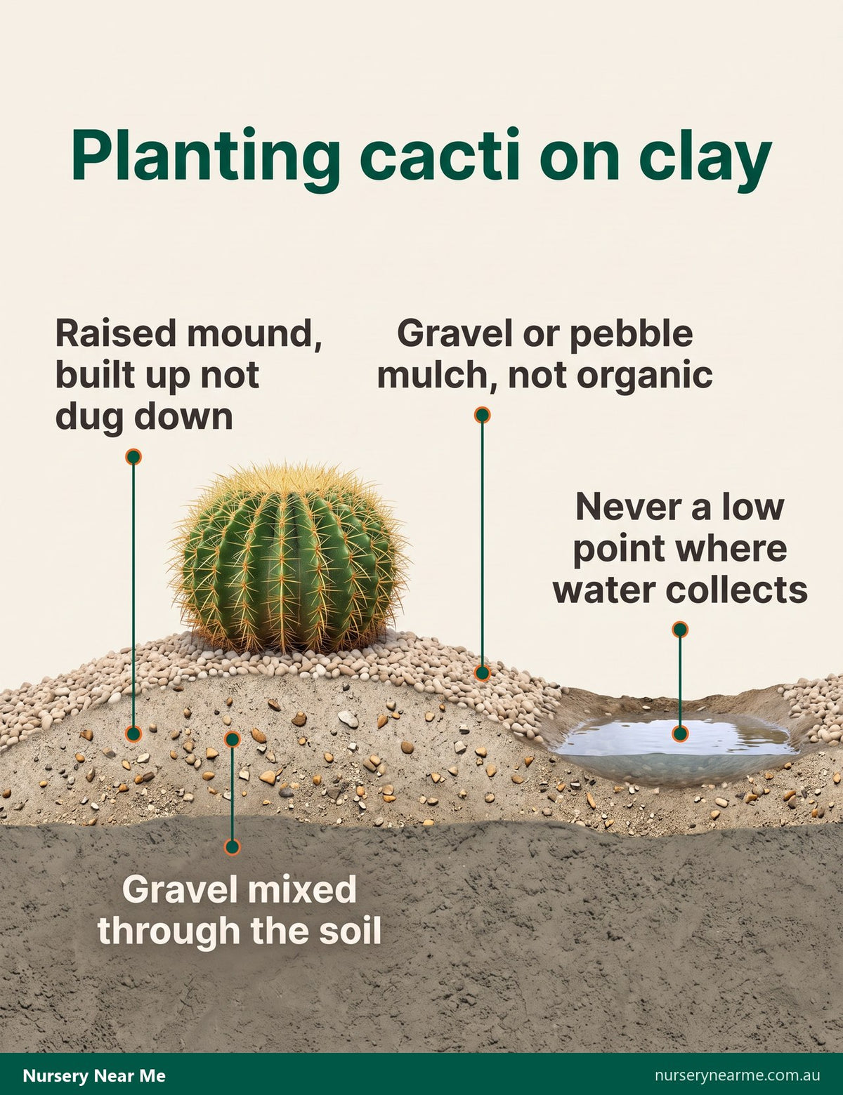 Cutaway diagram of a golden barrel cactus planted on a gravelly raised mound above clay with pebble mulch