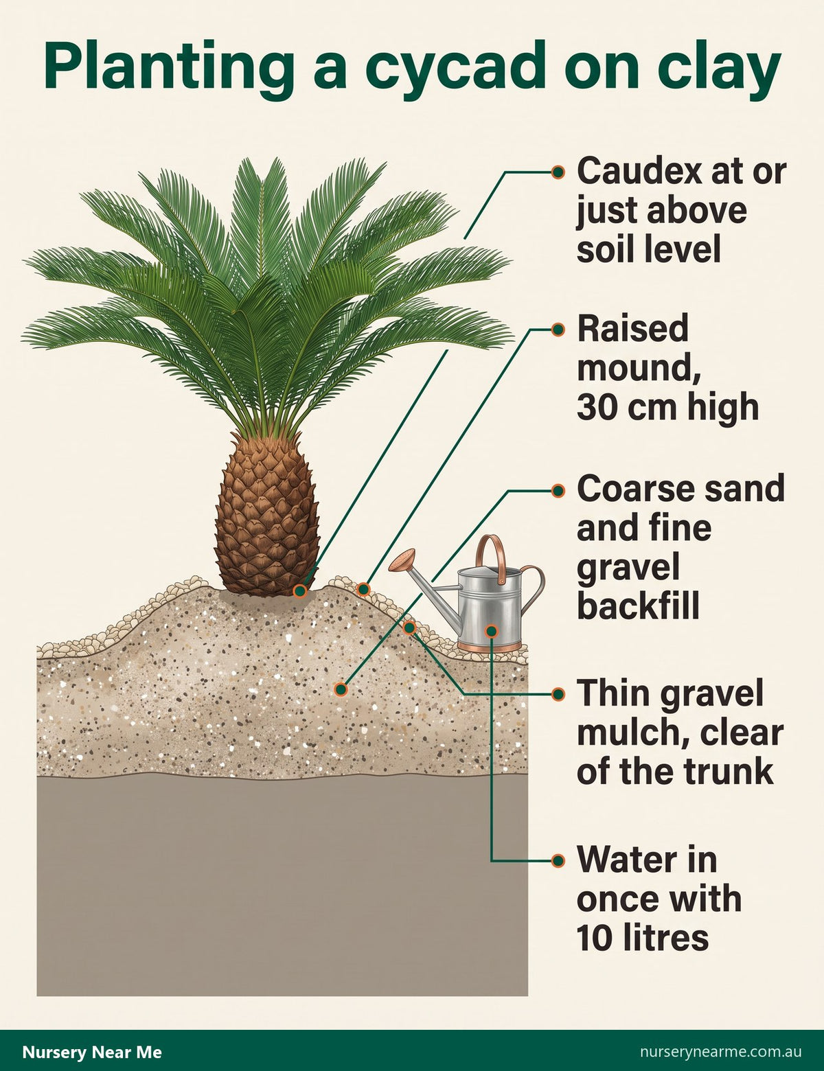 Cutaway diagram of a sago palm planted on a 30 cm gritty mound over clay with its caudex above soil level