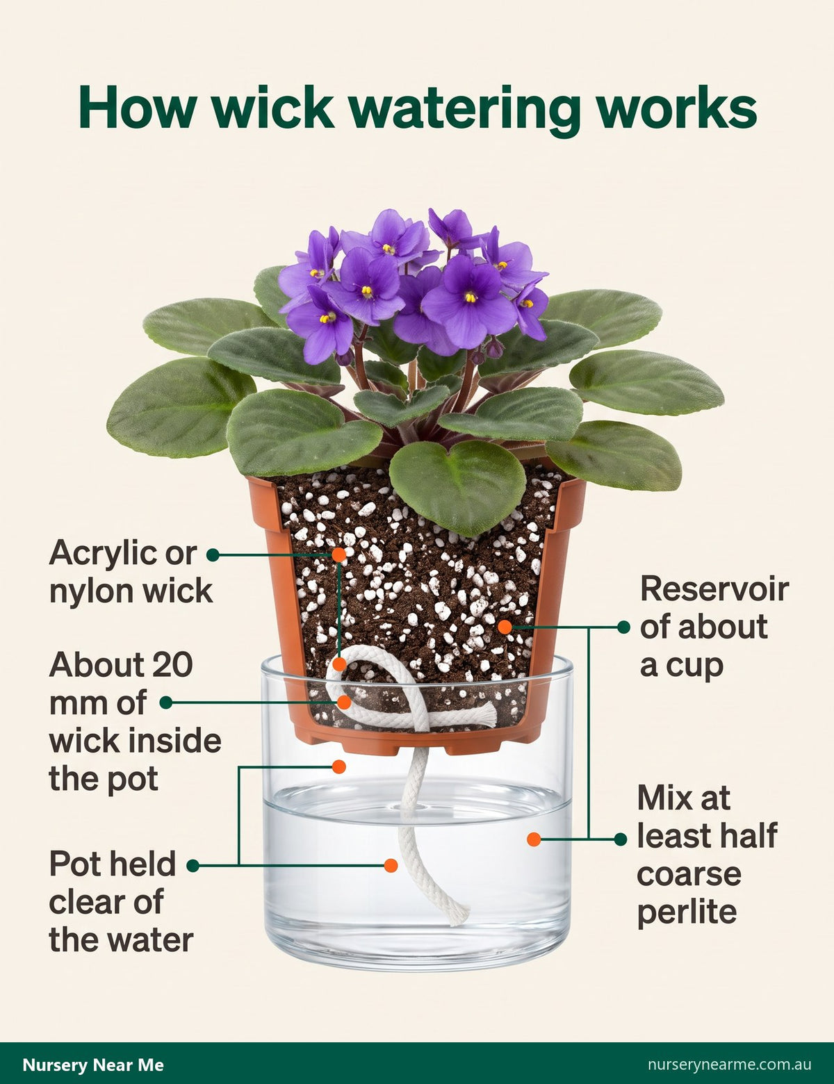 Cutaway diagram of an African violet on a wick: synthetic cord from the pot into a water reservoir below