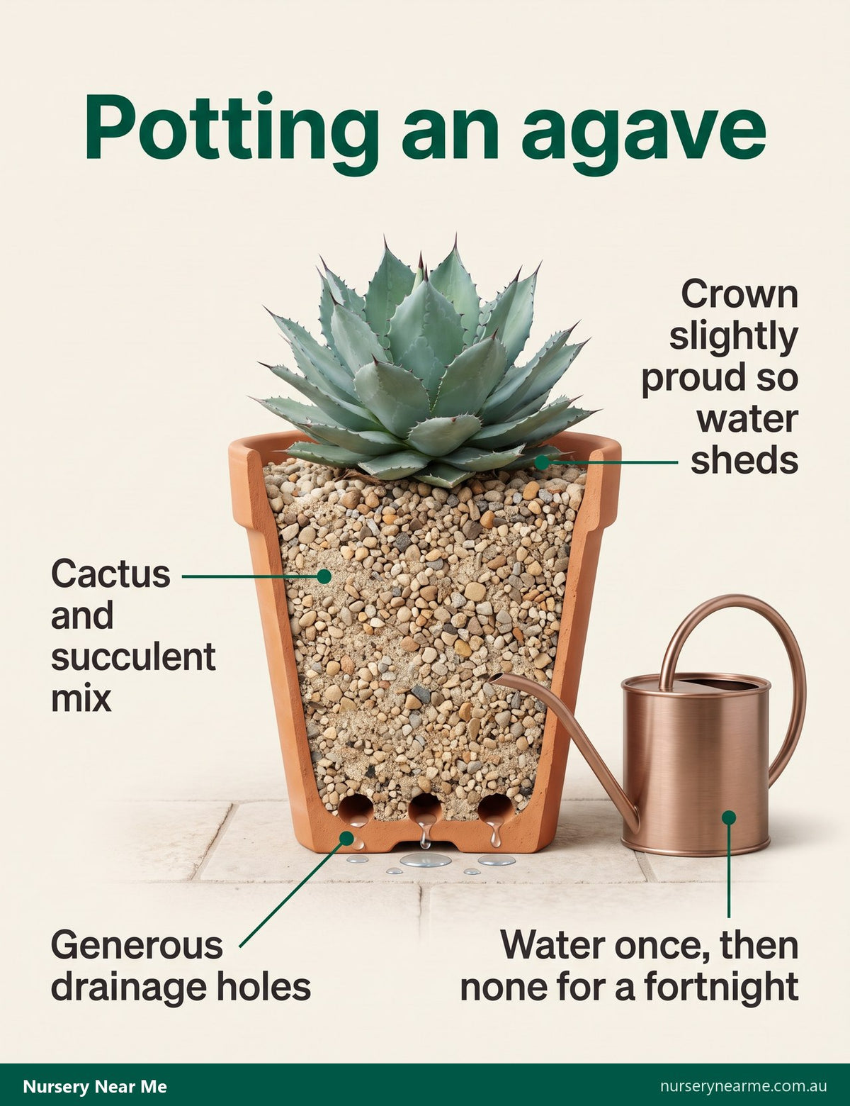 Cutaway diagram of an agave in a terracotta pot with gritty mix, drainage holes and a raised crown
