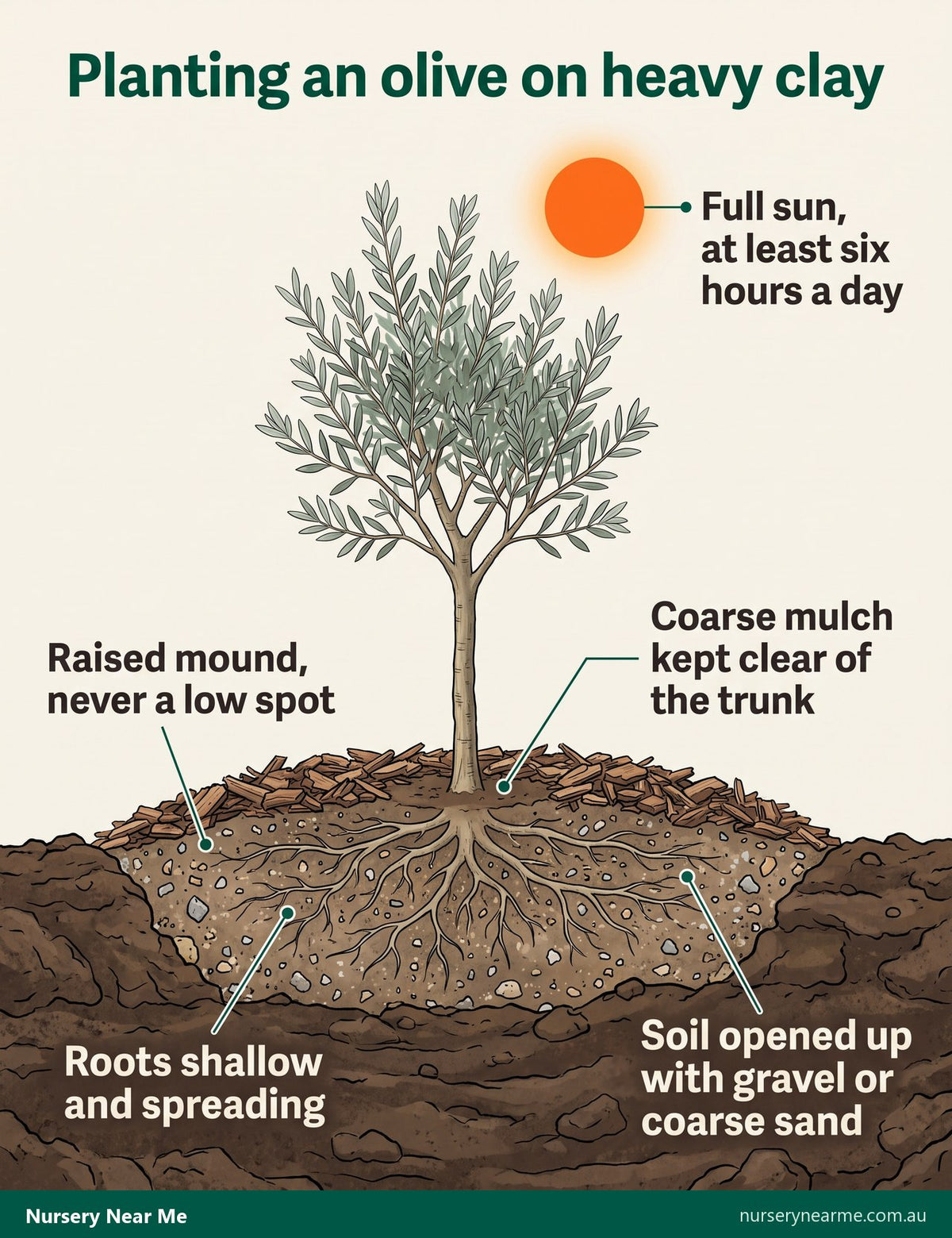 Cutaway diagram of an olive planted on a raised gravelly mound above clay, mulch clear of the trunk