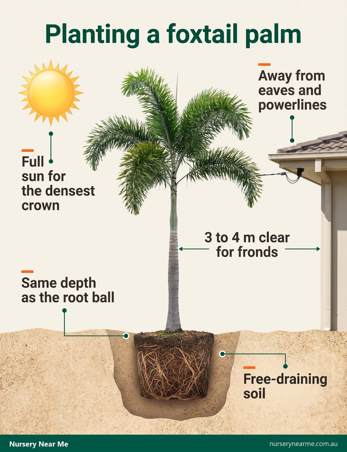 Cutaway diagram of foxtail palm planting at root ball depth, 3 to 4 m clear of a house and powerlines