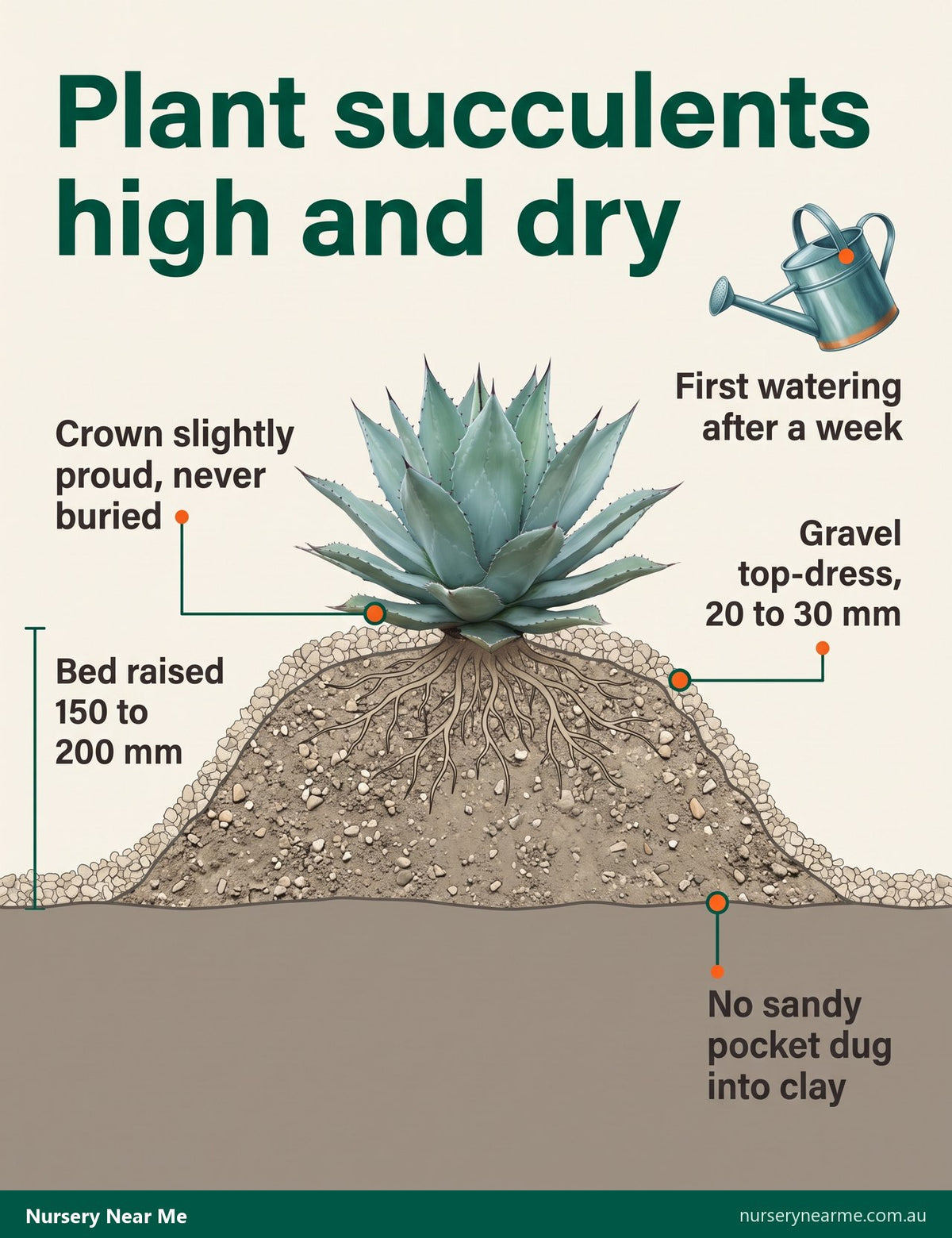 Cutaway of a succulent planted on a raised gritty mound over clay with a gravel top-dress