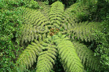 Rough Tree Fern - Cyathea australis - Brisbane Plant Nursery