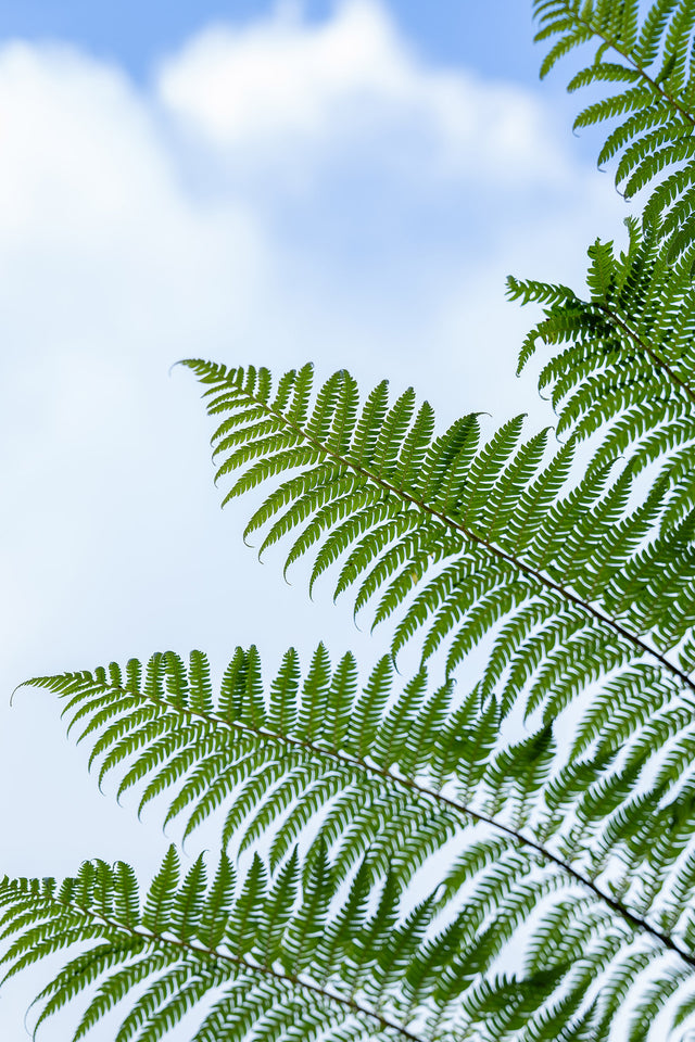 Fern Tree - Cyathea cooperi - Brisbane Plant Nursery