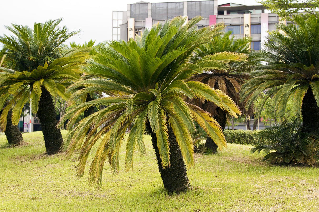 Sago Palm Cycad - Cycas revoluta - Brisbane Plant Nursery