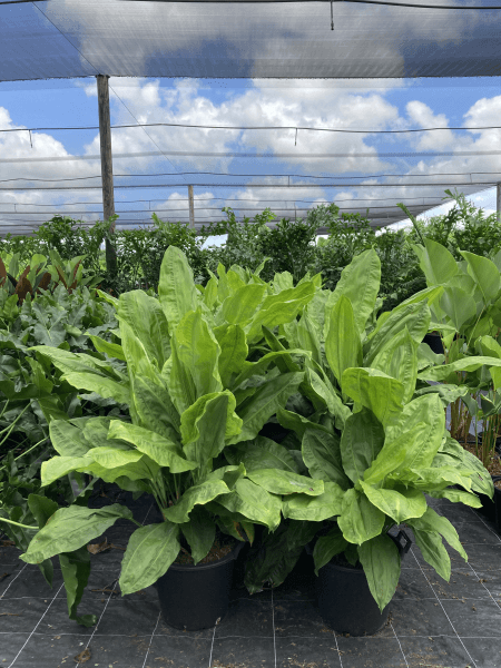 Split Leaf Cyclanthus - Cyclanthus bipartitus - Brisbane Plant Nursery