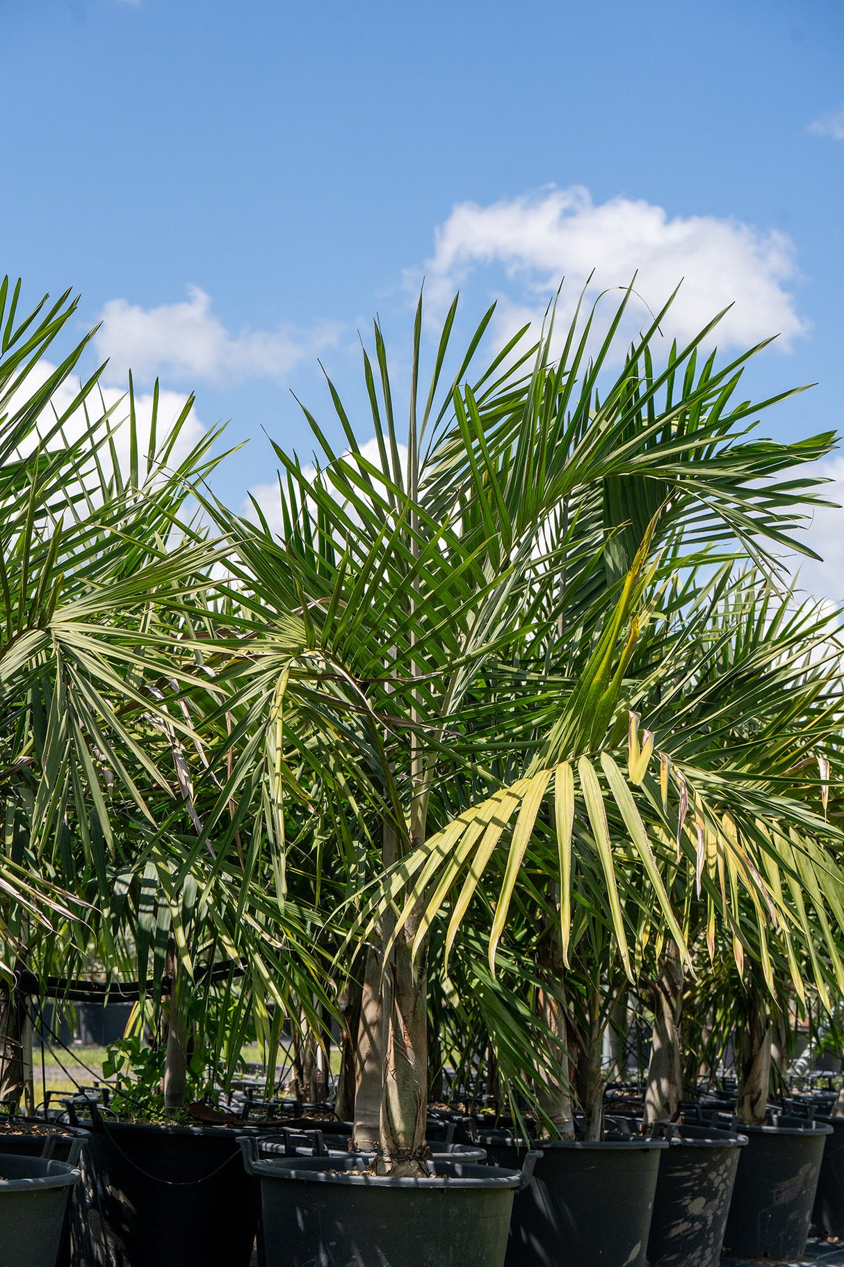 Elegant Palm - Cyphophoenix elegans - Brisbane Plant Nursery