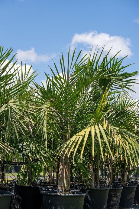 Elegant Palm - Cyphophoenix elegans - Brisbane Plant Nursery