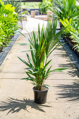 Lipstick Palm - Cyrtostachys renda - Brisbane Plant Nursery