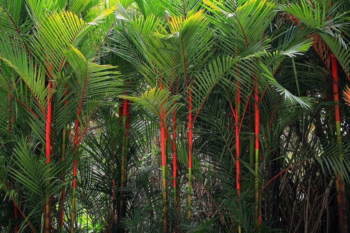 Lipstick Palm - Cyrtostachys renda - Brisbane Plant Nursery