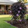 Dark Leaf Sweet Potato Vine