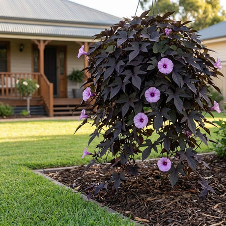 Dark Leaf Sweet Potato Vine