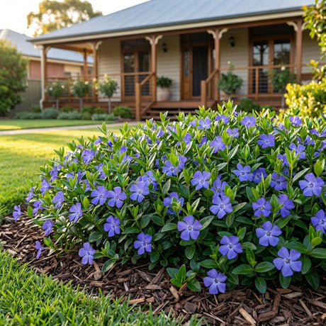Periwinkle (Vinca minor)