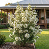 Dawn Pearl Geraldton Wax