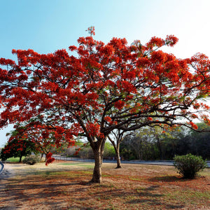 Royal Poinciana Tree