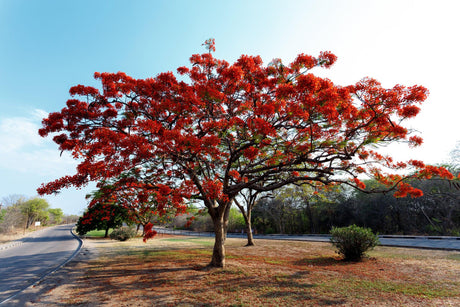 Royal Poinciana - Delonix regia - Brisbane Plant Nursery